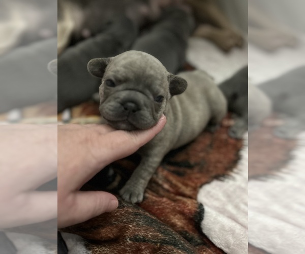 Medium Photo #1 French Bulldog Puppy For Sale in GREENWOOD, FL, USA