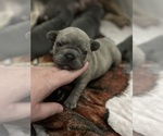 Small French Bulldog