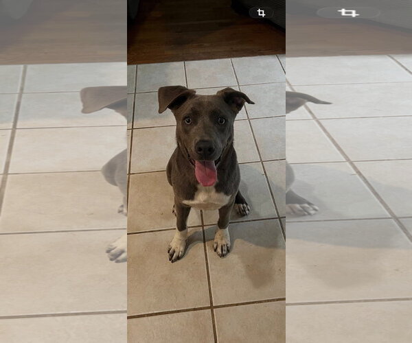 Medium Photo #4 American Pit Bull Terrier-Unknown Mix Puppy For Sale in Germantown, OH, USA