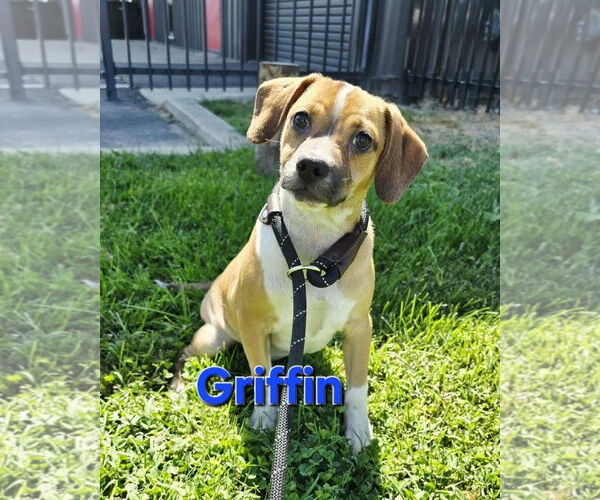 Medium Photo #2 Chihuahua-Spaniel Mix Puppy For Sale in Modesto, CA, USA