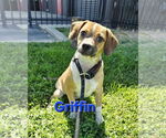 Small #1 Chihuahua-Spaniel Mix
