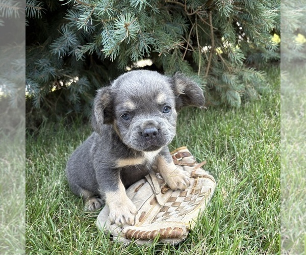 Medium Photo #2 French Bulldog Puppy For Sale in MIDDLEBURY, IN, USA