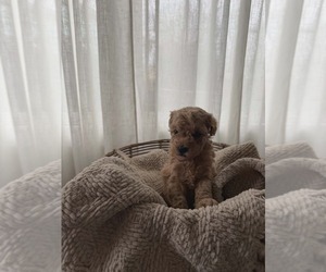 Medium Goldendoodle mix (+ Poodle Miniature)