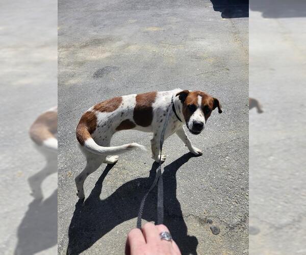 Medium Photo #1 Mutt Puppy For Sale in San Antonio, TX, USA