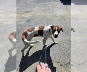 Mutt Dogs for adoption in San Antonio, TX, USA
