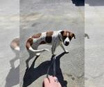 Small Mutt