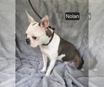 Small #1 Boston Terrier