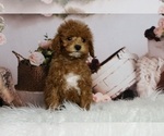 Puppy 14 Poodle (Toy)
