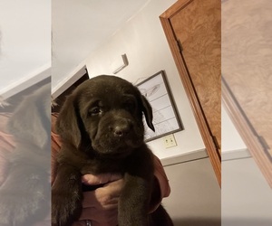 Labrador Retriever Puppy for sale in ACUSHNET, MA, USA