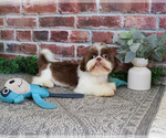 Small #5 Shih Tzu