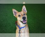Small German Shepherd Dog Mix