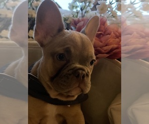 French Bulldog Puppy for sale in ABERDEEN, WA, USA