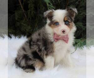 Australian Shepherd Puppy for sale in DUNDEE, NY, USA