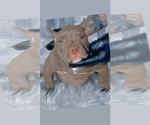 American Bully Puppy for sale in WEST HOLLYWOOD, CA, USA