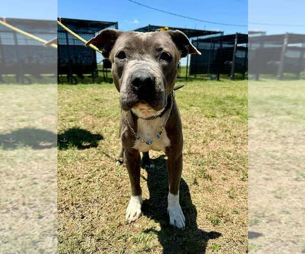 Medium Photo #2 Mutt Puppy For Sale in Abbeville, LA, USA