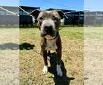 Small #1 Mutt