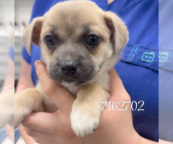 Medium Photo #1 Chihuahua Puppy For Sale in Chico, CA, USA