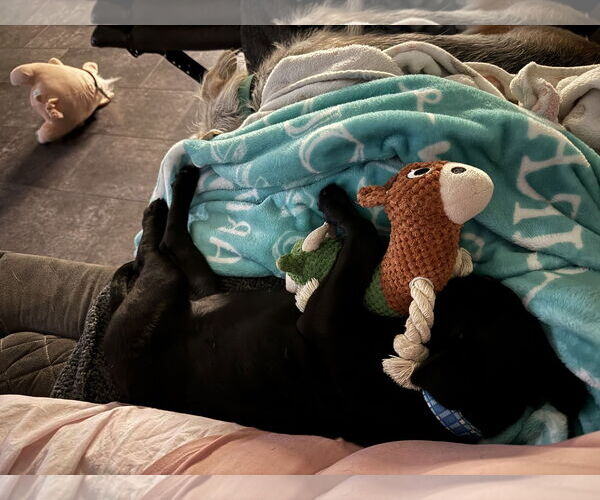 Medium Photo #9 Labrador Retriever-Unknown Mix Puppy For Sale in Fenton, MO, USA