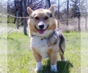 Father of the Pembroke Welsh Corgi puppies born on 02/02/2020