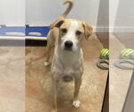 Small #1 Labrador Retriever Mix