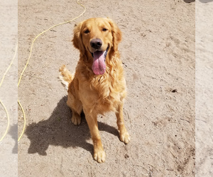 Father of the Goldendoodle puppies born on 04/21/2025