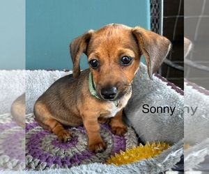 Chiweenie Puppy for sale in FORT MYERS, FL, USA