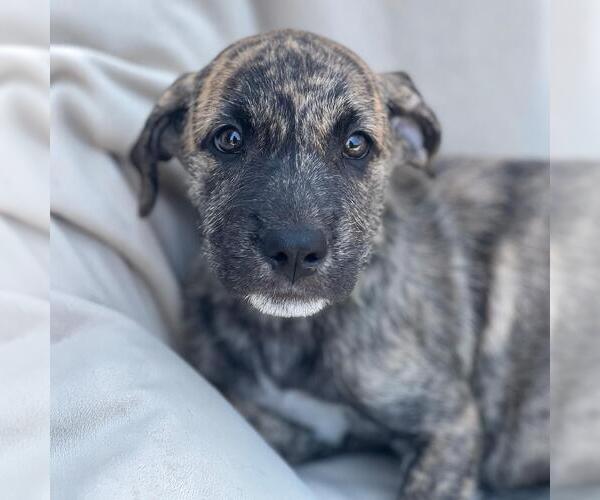 Medium Photo #2 Mutt Puppy For Sale in San Diego, CA, USA