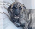Small #1 Mutt