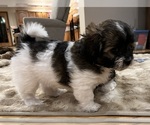 Small #3 Shih Tzu-Shih-Poo Mix