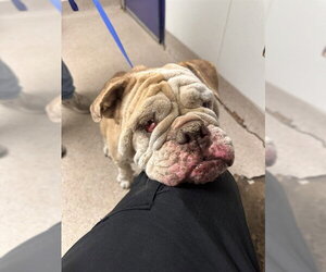 Bulldog Dogs for adoption in Bakersfield, CA, USA