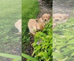 Small #9 Golden Retriever