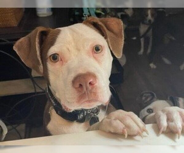 Medium Photo #9 American Bulldog-Unknown Mix Puppy For Sale in Rowayton, CT, USA