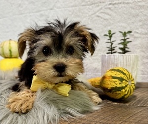 Yorkshire Terrier Puppy for sale in NAPPANEE, IN, USA