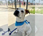 Small #11 Boxer Mix