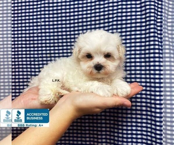 Medium Photo #3 Maltese Puppy For Sale in WINNSBORO, LA, USA
