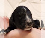 Small #3 F2 Aussiedoodle