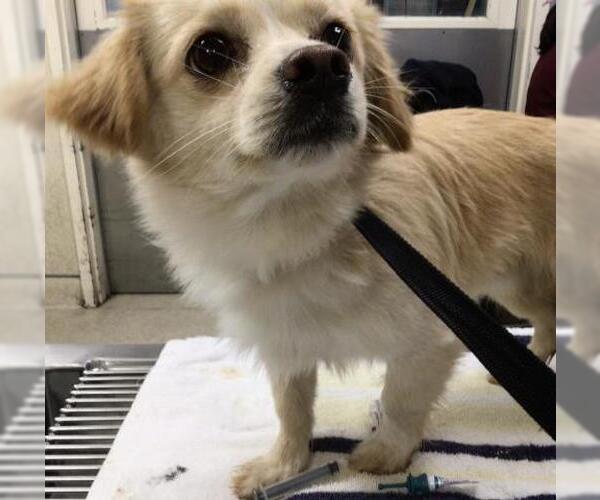 Medium Photo #1 Mutt Puppy For Sale in Riverside, CA, USA