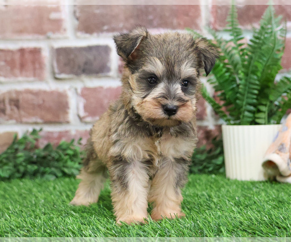 Medium Photo #10 Schnauzer (Miniature) Puppy For Sale in SYRACUSE, IN, USA