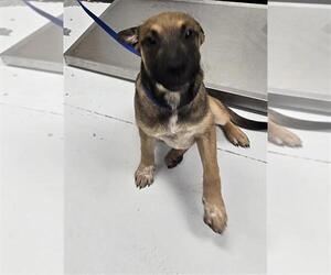 Black Mouth Cur-Chinese Shar-Pei Mix Dogs for adoption in Conroe, TX, USA