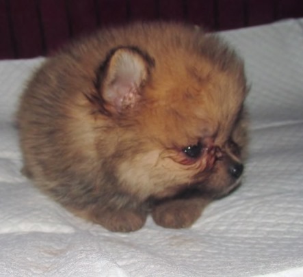Medium Photo #1 Pomeranian Puppy For Sale in SKIATOOK, OK, USA