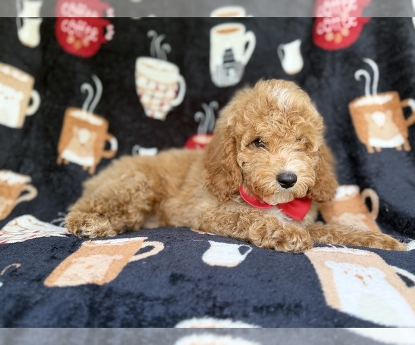 Medium Photo #2 Cock-A-Poo Puppy For Sale in LAKELAND, FL, USA
