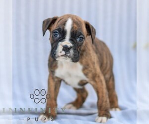 Boxer Puppy for sale in GORDONVILLE, PA, USA