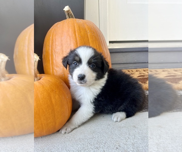 Medium Photo #3 Australian Shepherd Puppy For Sale in LODA, IL, USA