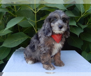 Cock-A-Poo Puppy for Sale in MILLERSBURG, Ohio USA