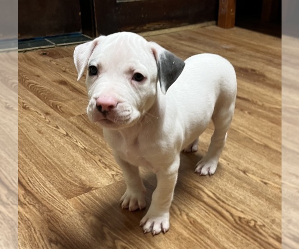 Medium Photo #29 American Pit Bull Terrier Puppy For Sale in ZANESVILLE, OH, USA
