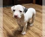 Small Photo #29 American Pit Bull Terrier Puppy For Sale in ZANESVILLE, OH, USA