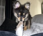 Small #8 Pomeranian