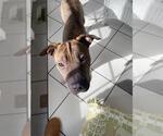 Small #8 Chinese Shar-Pei Mix