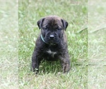 Small Photo #39 Boerboel Puppy For Sale in WASILLA, AK, USA