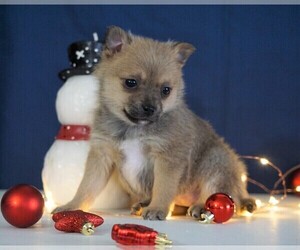 Jack-A-Ranian Puppy for sale in FREDERICKSBG, OH, USA